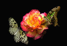 schmetterling008092.jpg