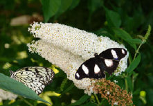 schmetterling008093.jpg
