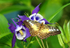 schmetterling008094.jpg