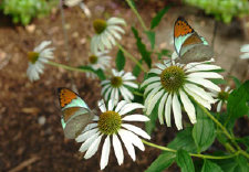 schmetterling008095.jpg