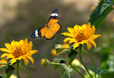 schmetterling008096.jpg