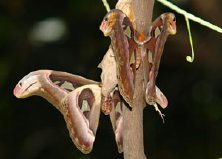 schmetterling008097.jpg