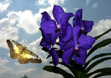 schmetterling008098.jpg