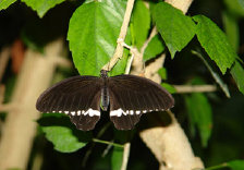 schmetterling008099.jpg