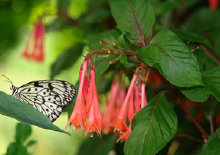 schmetterling0090121.jpg
