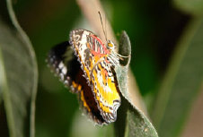 schmetterling0090122.jpg