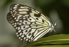 schmetterling0090123.jpg