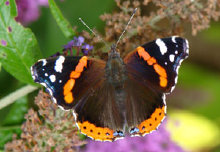 schmetterling0090124.jpg