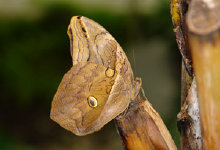 schmetterling0090125.jpg