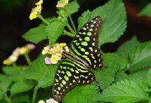 schmetterling0090126.jpg