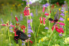 schmetterling0090127.jpg