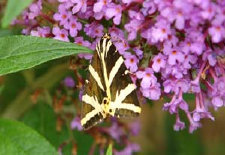 schmetterling0090128.jpg