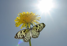schmetterling0090129.jpg
