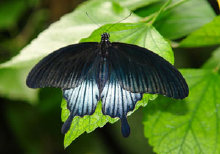 schmetterling0090130.jpg
