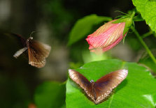 schmetterling0090131.jpg