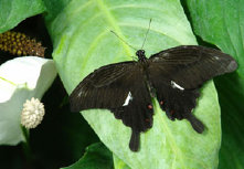 schmetterling0090132.jpg