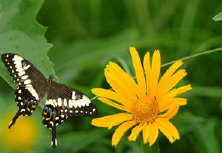 schmetterling0090133.jpg