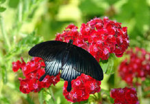 schmetterling0090134.jpg