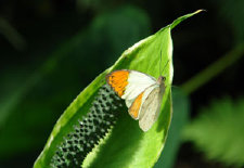 schmetterling0090135.jpg