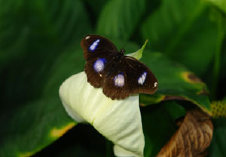 schmetterling0090136.jpg