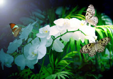 schmetterling0090137.jpg