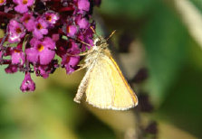 schmetterling0090138.jpg