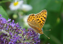 schmetterling0090139.jpg