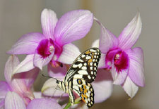 schmetterling0090140.jpg