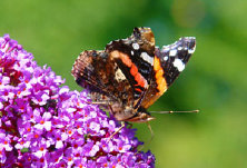 schmetterling0090141.jpg
