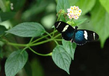 schmetterling0090142.jpg