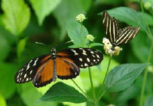 schmetterling0090143.jpg