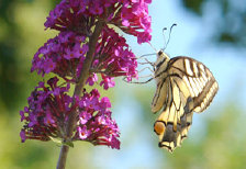 schmetterling0090144.jpg