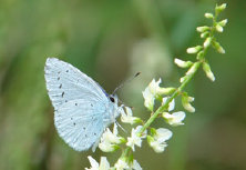 schmetterling0090145.jpg