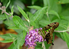 schmetterling0090146.jpg