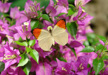 schmetterling0090147.jpg