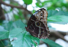 schmetterling0090148.jpg