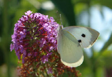 schmetterling0090149.jpg