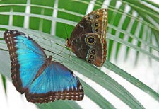 schmetterling0090150.jpg