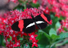 schmetterling0090151.jpg