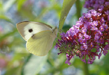 schmetterling0090152.jpg