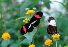 schmetterling0090153.jpg