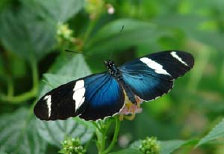 schmetterling0090155.jpg