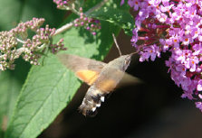schmetterling0090156.jpg