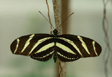 schmetterling009061.jpg