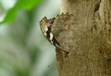 schmetterling009062.jpg