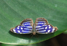 schmetterling009063.jpg
