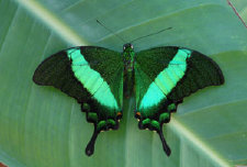 schmetterling009064.jpg