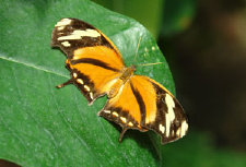 schmetterling009065.jpg