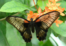 schmetterling009066.jpg