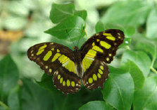 schmetterling009067.jpg